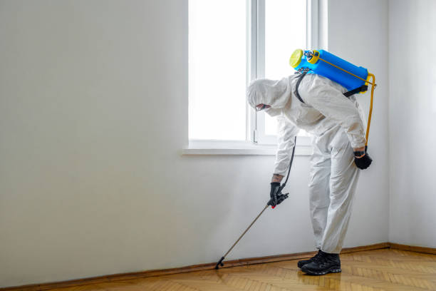 Best Flea Control Services  in Loveland, CO