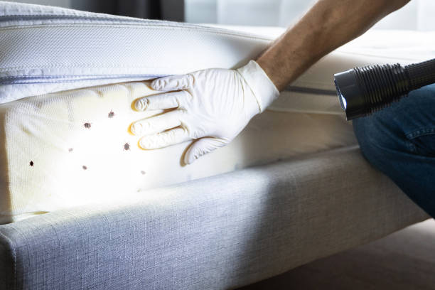 Best Termite Control Services  in Loveland, CO