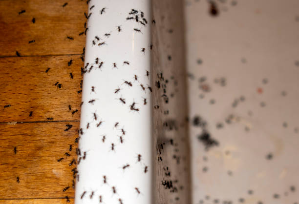 Best Local Pest Control Services  in Loveland, CO