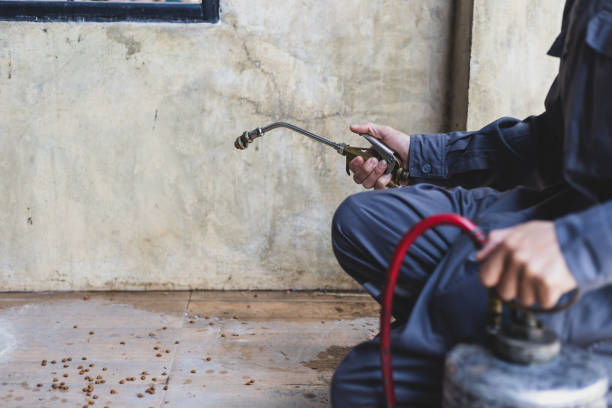 Best Rat Extermination Near Me  in Loveland, CO